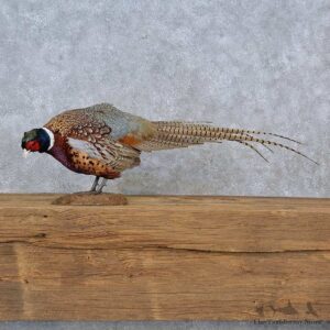 Ringneck Pheasant Life-Size Mount For Sale #15219 @ The Taxidermy Store