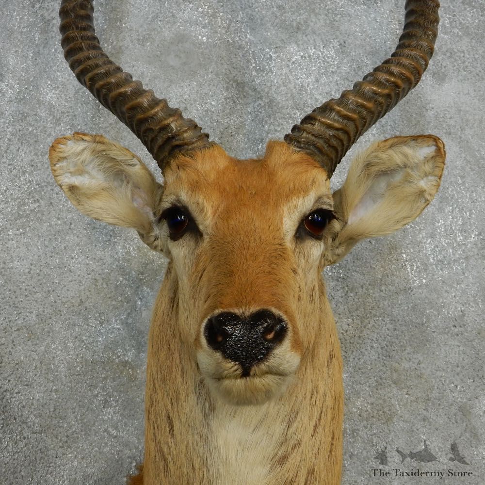 Common Lechwe Shoulder Mount For Sale #14564 @ The Taxidermy Store