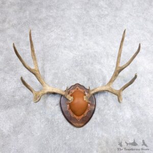 Mule Deer Taxidermy Antler Plaque #18710 For Sale @ The Taxidermy Store