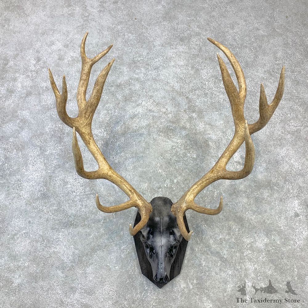 Red Deer Stag Skull European Plaque Mount For Sale #23104 @ The Taxidermy Store
