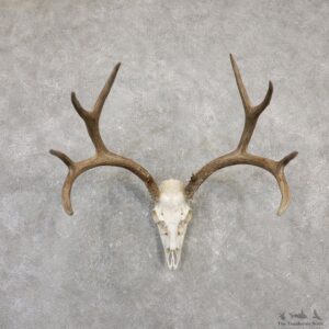 Mule Deer Skull Antler European Mount For Sale #20027 @ The Taxidermy Store