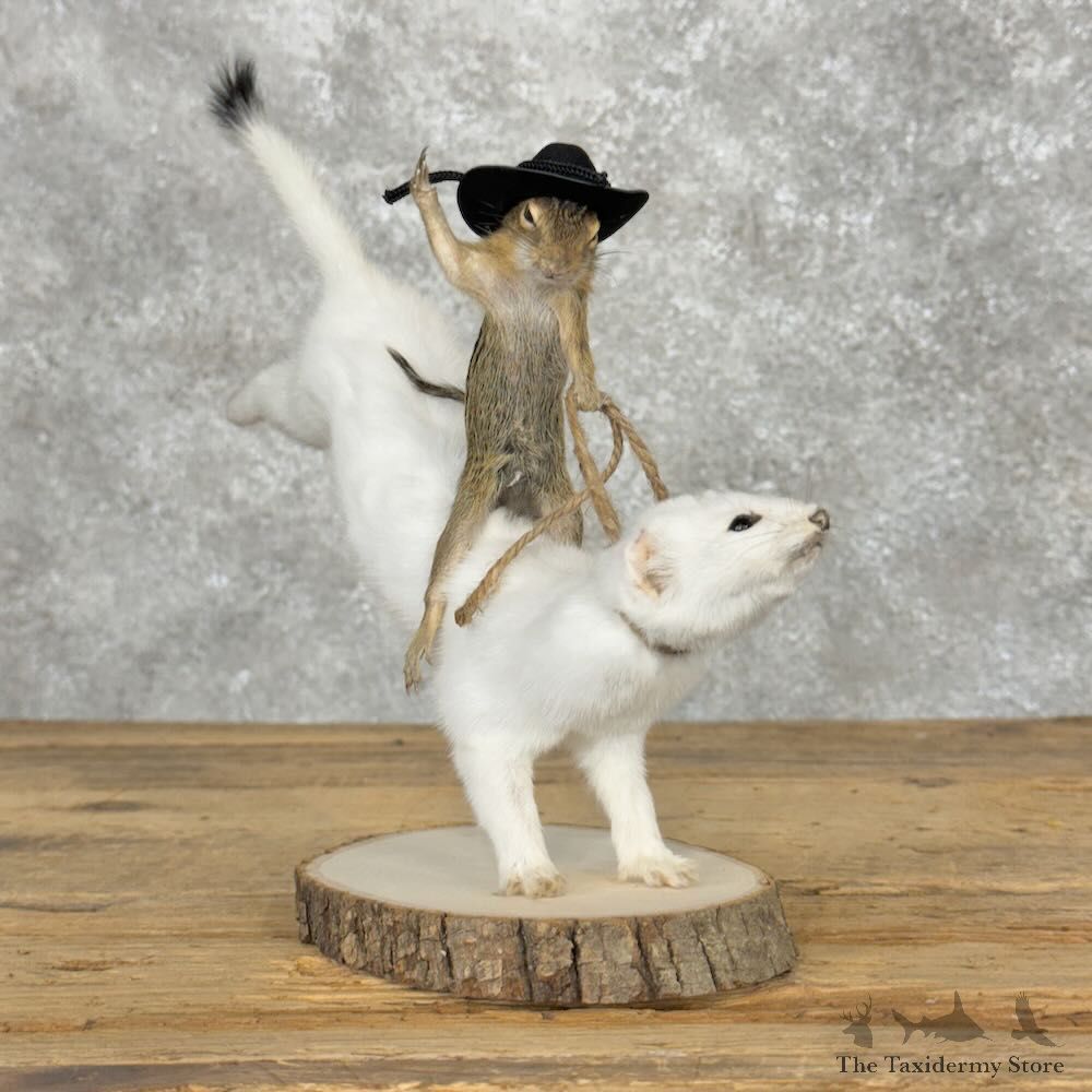 Ground Squirrel and Ermine Novelty Mount For Sale #28959 - The Taxidermy Store