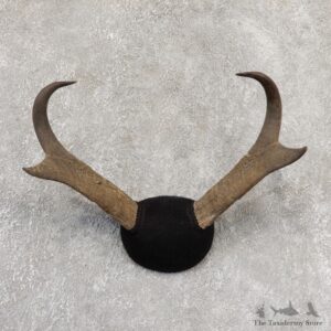 Pronghorn Taxidermy Horn Mount #19031 For Sale @ The Taxidermy Store