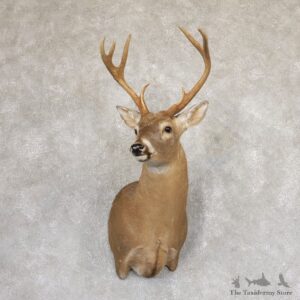 Whitetail Deer Shoulder Mount #18993 For Sale - The Taxidermy Store