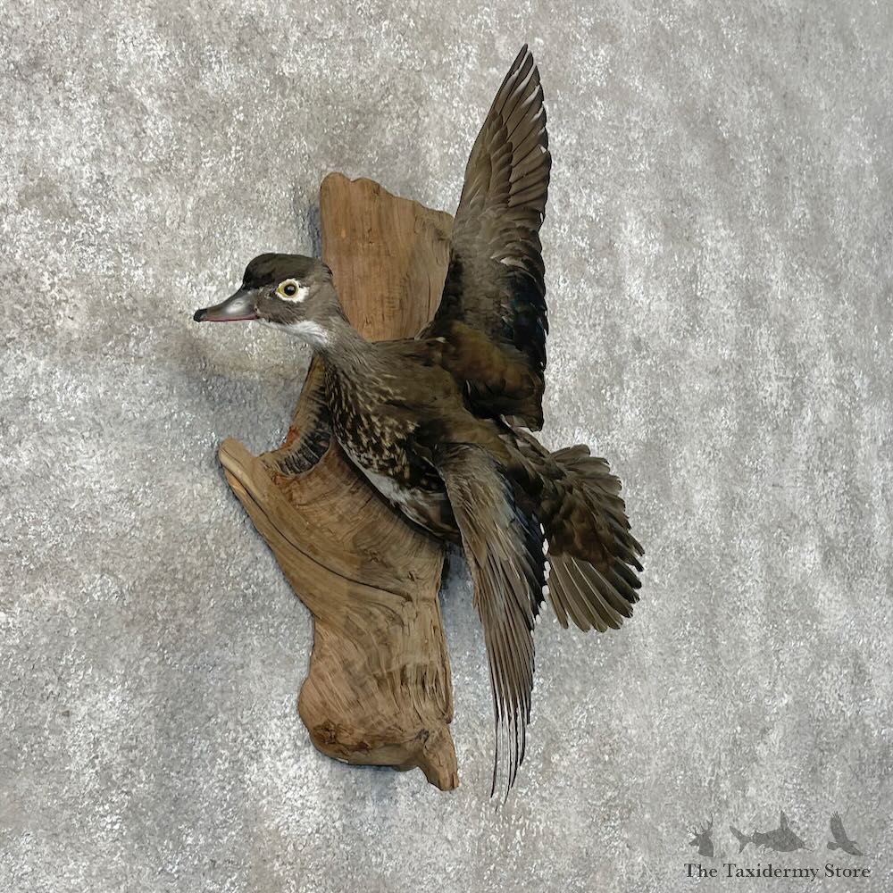 Wood Duck Hen Bird Mount For Sale #28473 @ The Taxidermy Store