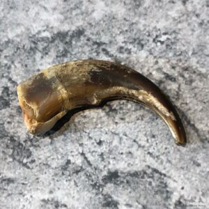 Grizzly Bear Claw For Sale #19614 @ The Taxidermy Store