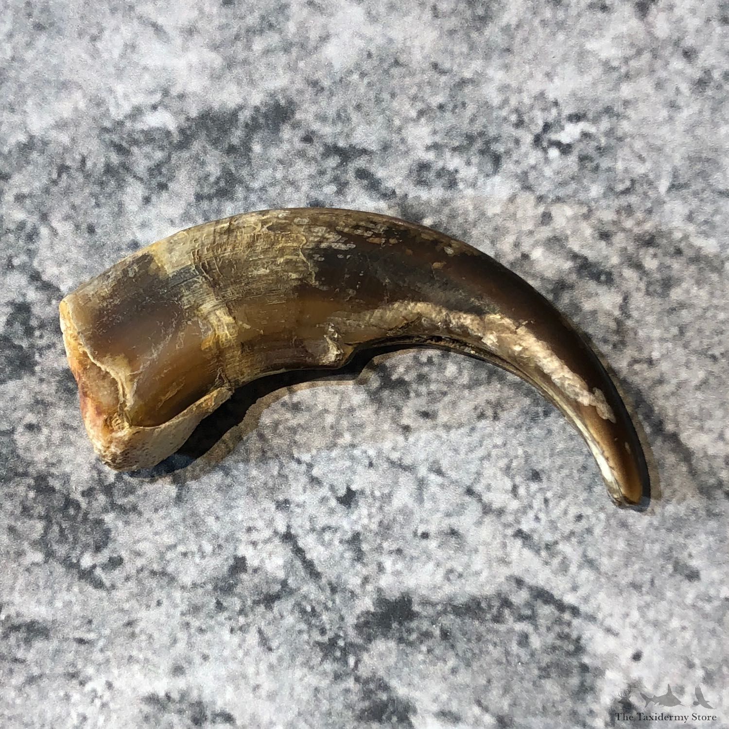 Grizzly Bear Claw For Sale #19614 @ The Taxidermy Store