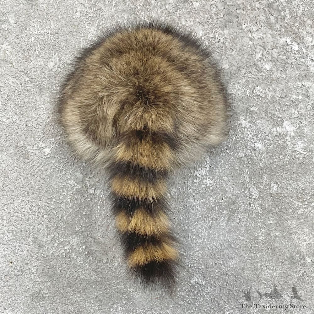 Raccoon Rump Novelty Mount For Sale #27495 @ The Taxidermy Store