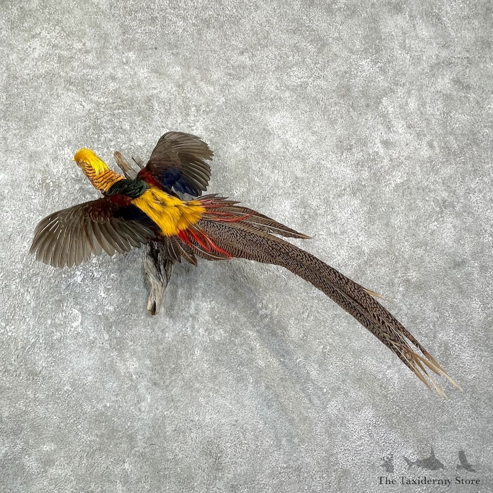 Red Golden Pheasant Mount For Sale #25944 @ The Taxidermy Store