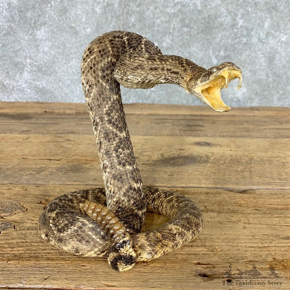 Western Diamondback Rattlesnake Mount For Sale #22458 @ The Taxidermy Store