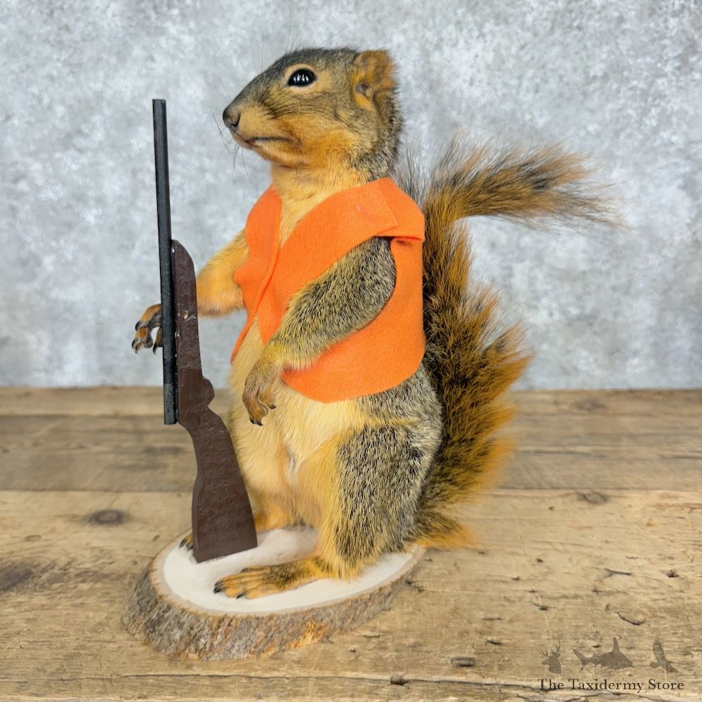 Hunting Squirrel Novelty Mount For Sale #29488 @ The Taxidermy Store
