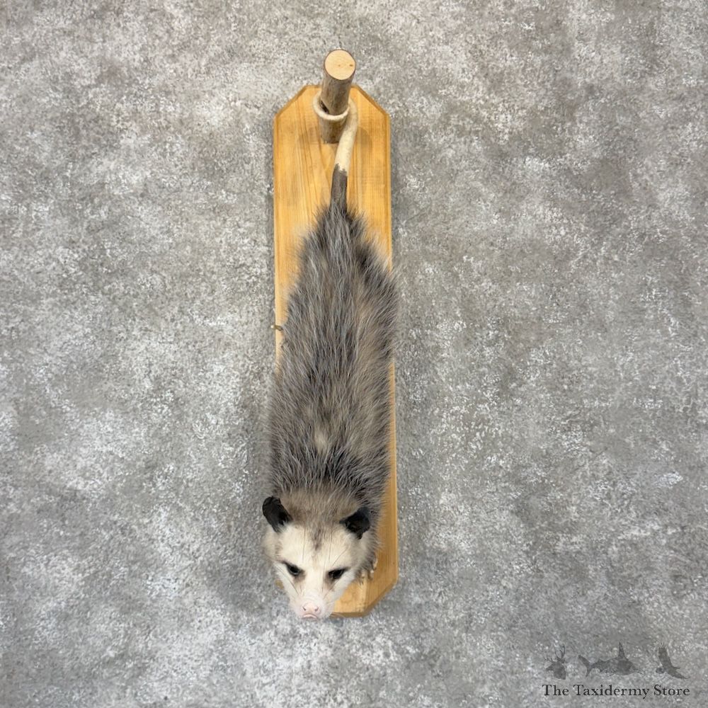 Wall Hanging Opossum Mount For Sale #29933 @ The Taxidermy Store
