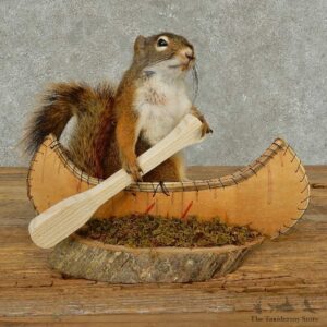 Canoe Squirrel Novelty Mount For Sale #16821 @ The Taxidermy Store
