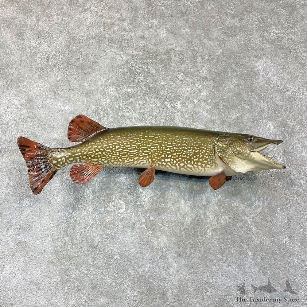 Northern Pike Fish Taxidermy Mount For Sale #25957 @ The Taxidermy Store