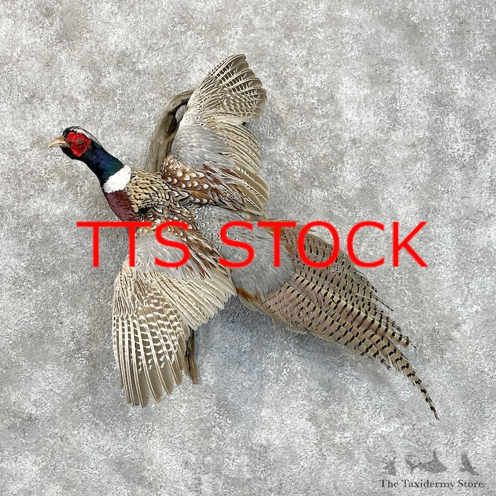 Ringneck Pheasant Taxidermy Mount For Sale