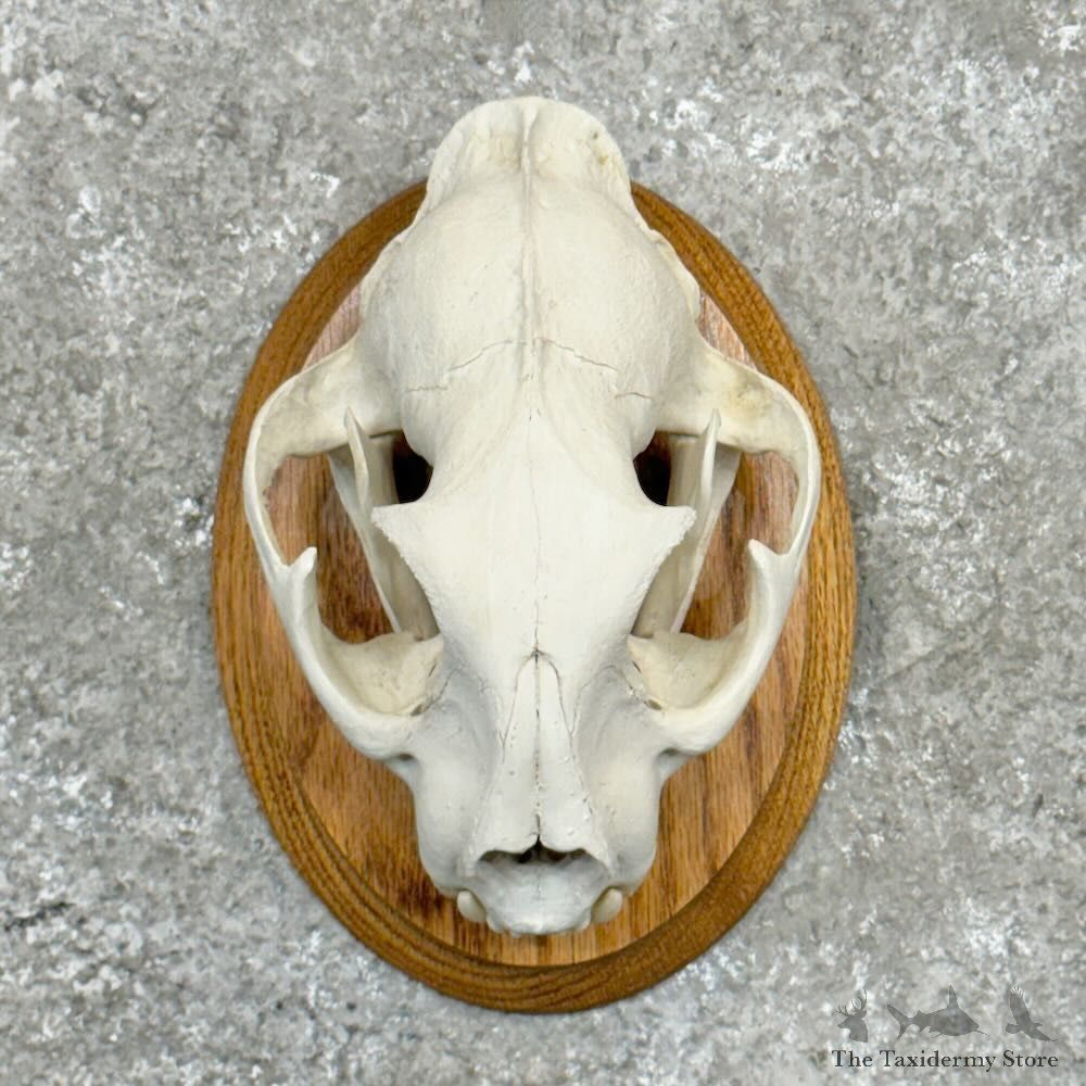Mountain Lion Cougar Full Skull For Sale #28996 @ The Taxidermy Store
