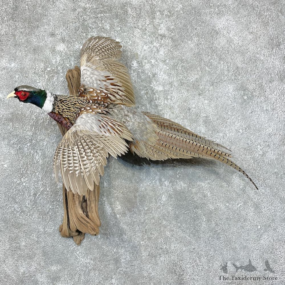 Ringneck Pheasant Bird Mount For Sale #25384 @ The Taxidermy Store