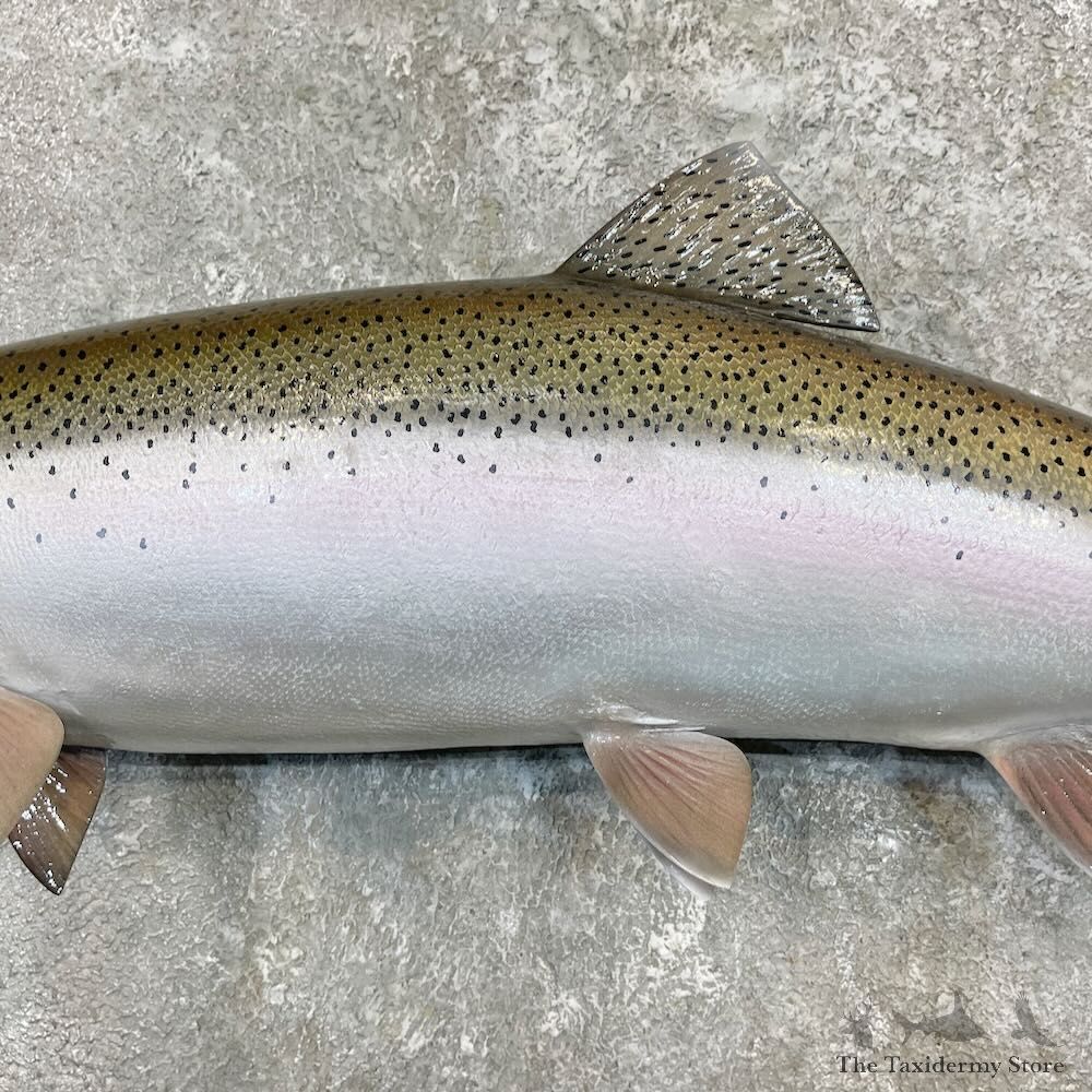 Rainbow Trout Fish Mount For Sale #27264 @ The Taxidermy Store