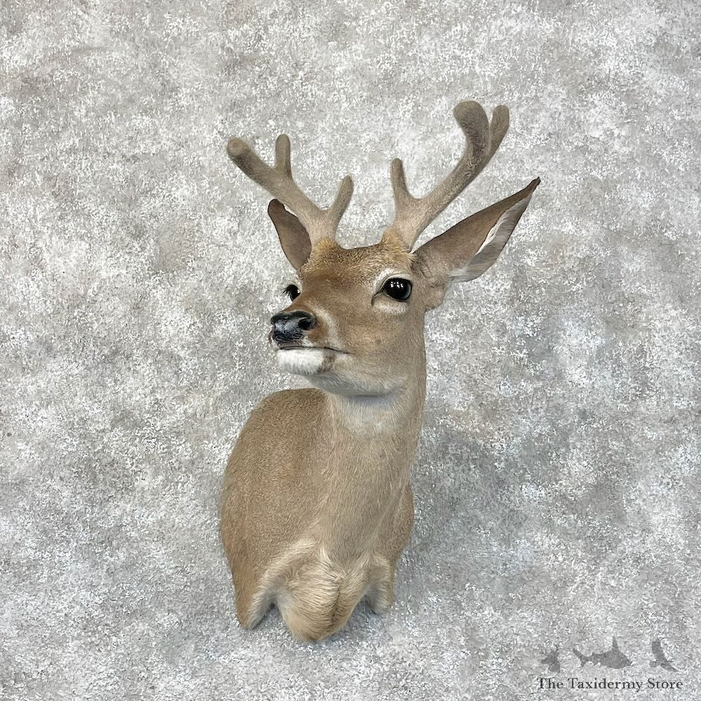 Whitetail Deer Shoulder Mount For Sale #28421 - The Taxidermy Store
