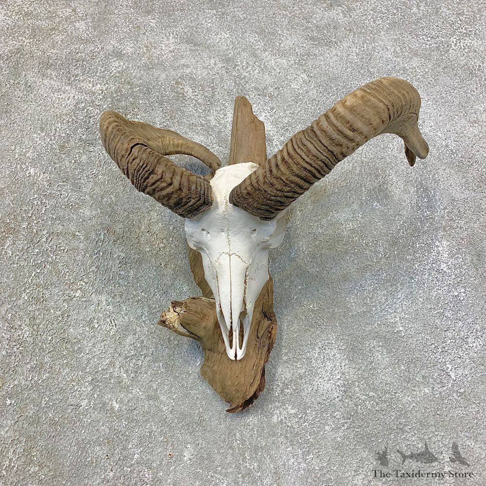 Corsican Ram Skull European Mount For Sale #21527 @ The Taxidermy Store