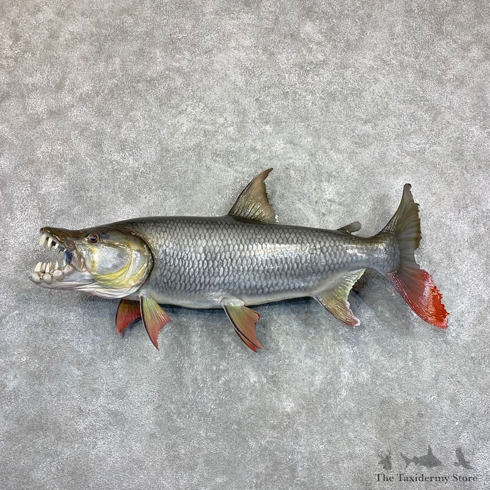 Reproduction Goliath Tigerfish Taxidermy Mount #22897 For Sale @ The Taxidermy Store
