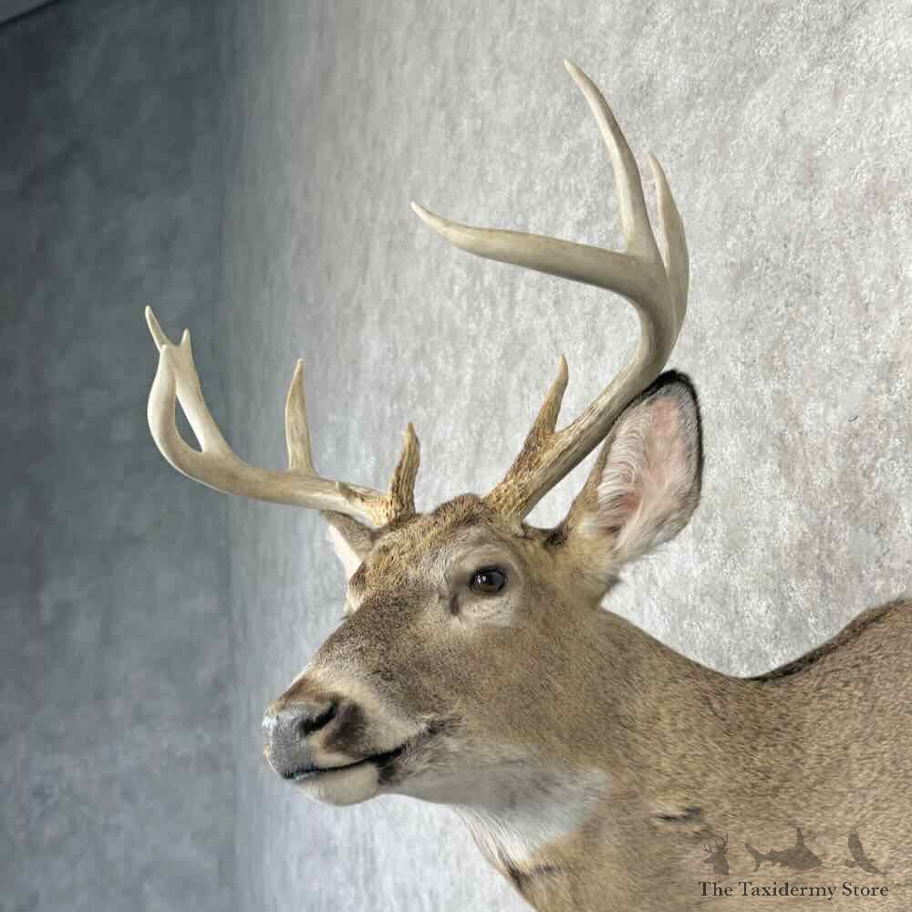 Whitetail Deer Shoulder Mount For Sale #32204 @ The Taxidermy Store