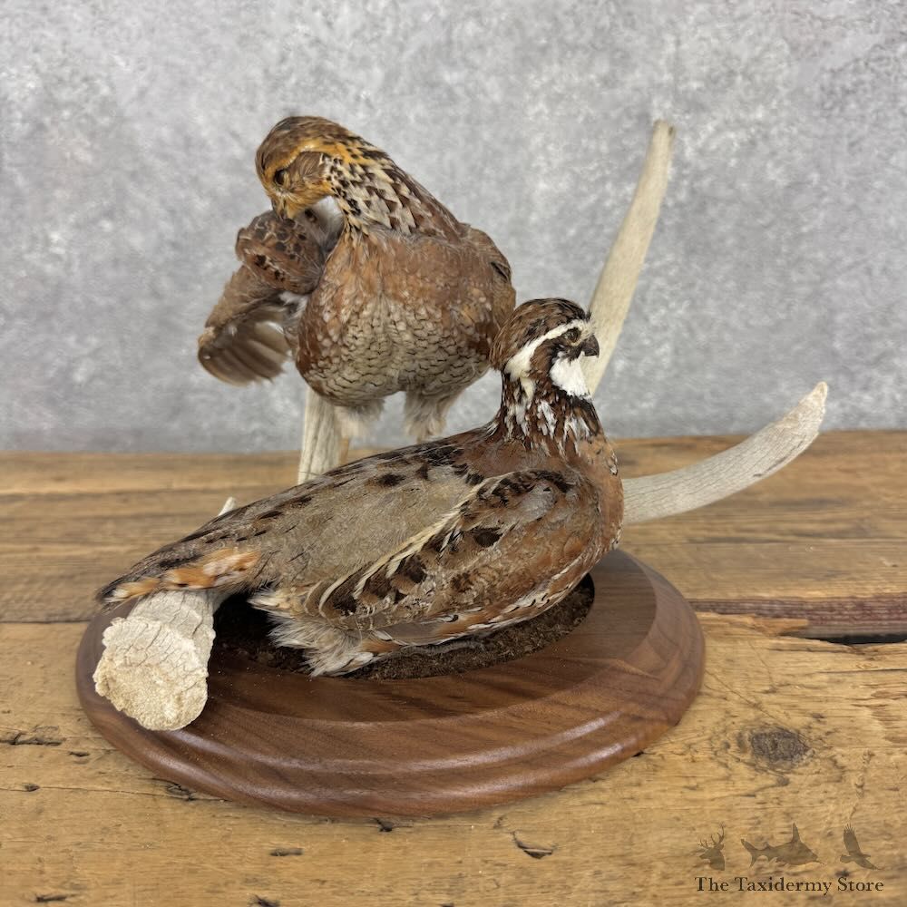Bobwhite Quail Pair Bird Mount For Sale #32386 @ The Taxidermy Store