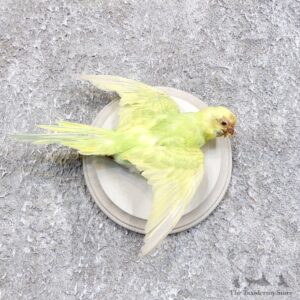 Parakeet Bird Mount For Sale #18583 @ The Taxidermy Store