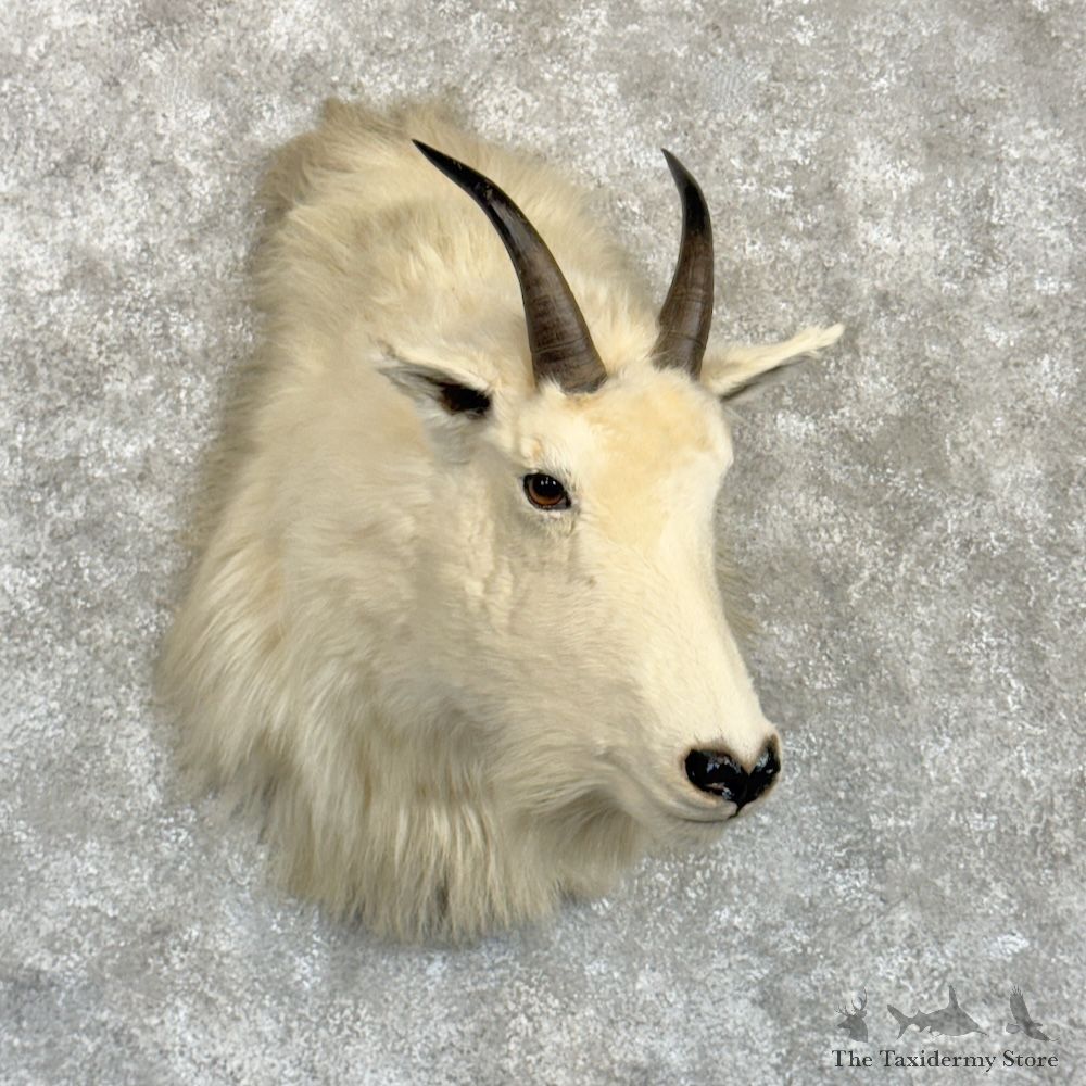 Mountain Goat Shoulder Mount For Sale #30002 @ The Taxidermy Store