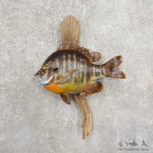 Bluegill Taxidermy Fish Mount #20912 For Sale @ The Taxidermy Store