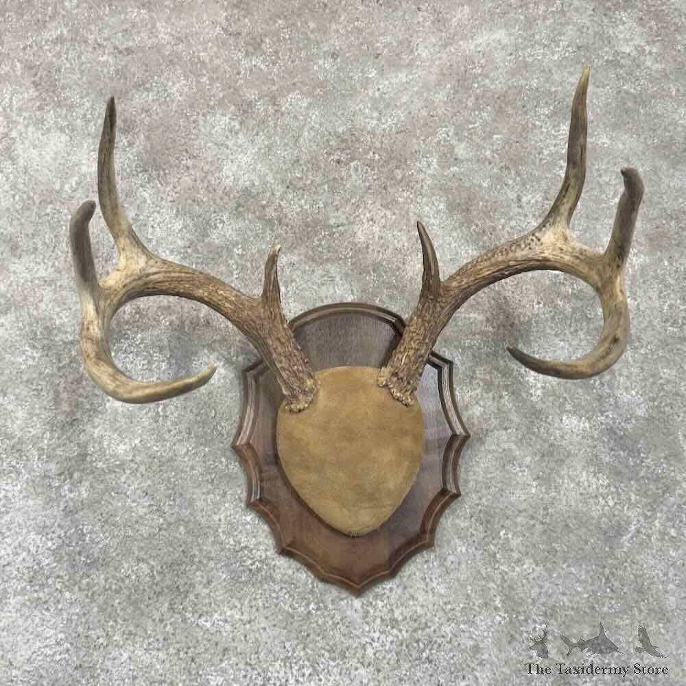 Whitetail Deer Antler Plaque Mount For Sale #30646 @ The Taxidermy Store
