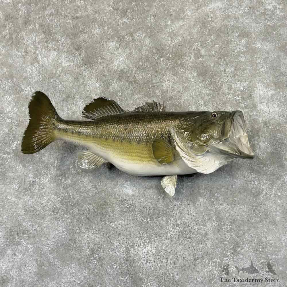 Largemouth Bass Fish Mount For Sale #30879 @ The Taxidermy Store