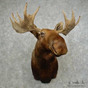 Western Canada Moose Shoulder Mount For Sale #16754 @ The Taxidermy Store
