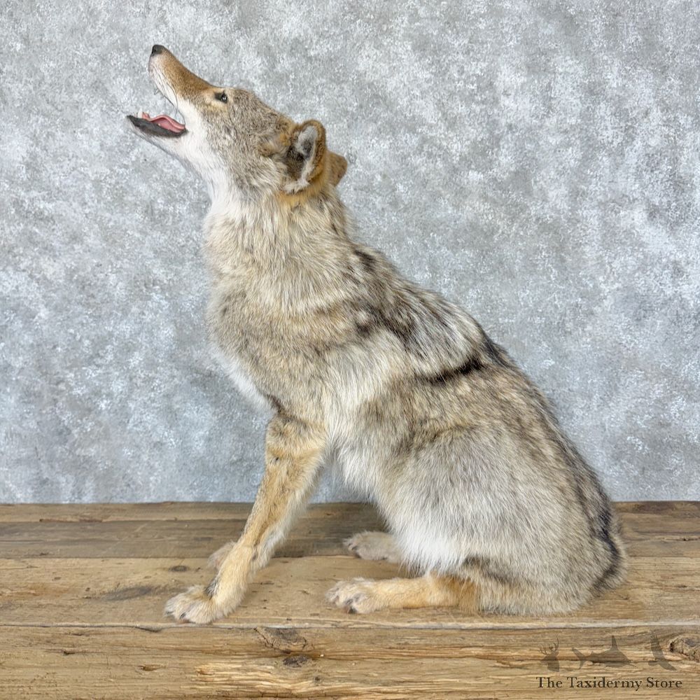 Coyote Life-Size Mount For Sale #29259 @ The Taxidermy Store