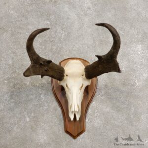 Pronghorn Skull & Horn European Mount #20444 For Sale @ The Taxidermy Store