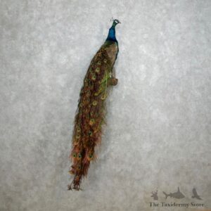 Indian Peacock Bird Mount For Sale #18048 @ The Taxidermy Store
