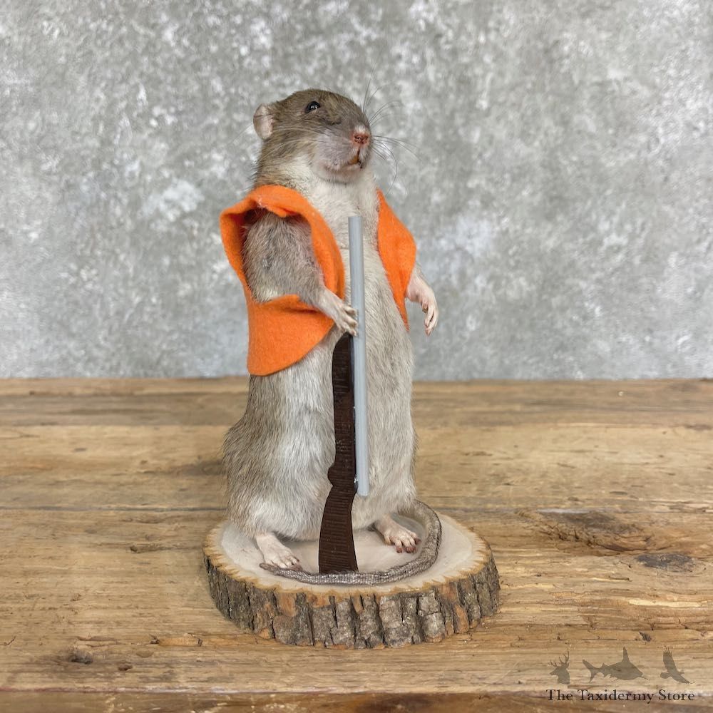 Hunting Rat Novelty Mount For Sale #26412 @ The Taxidermy Store