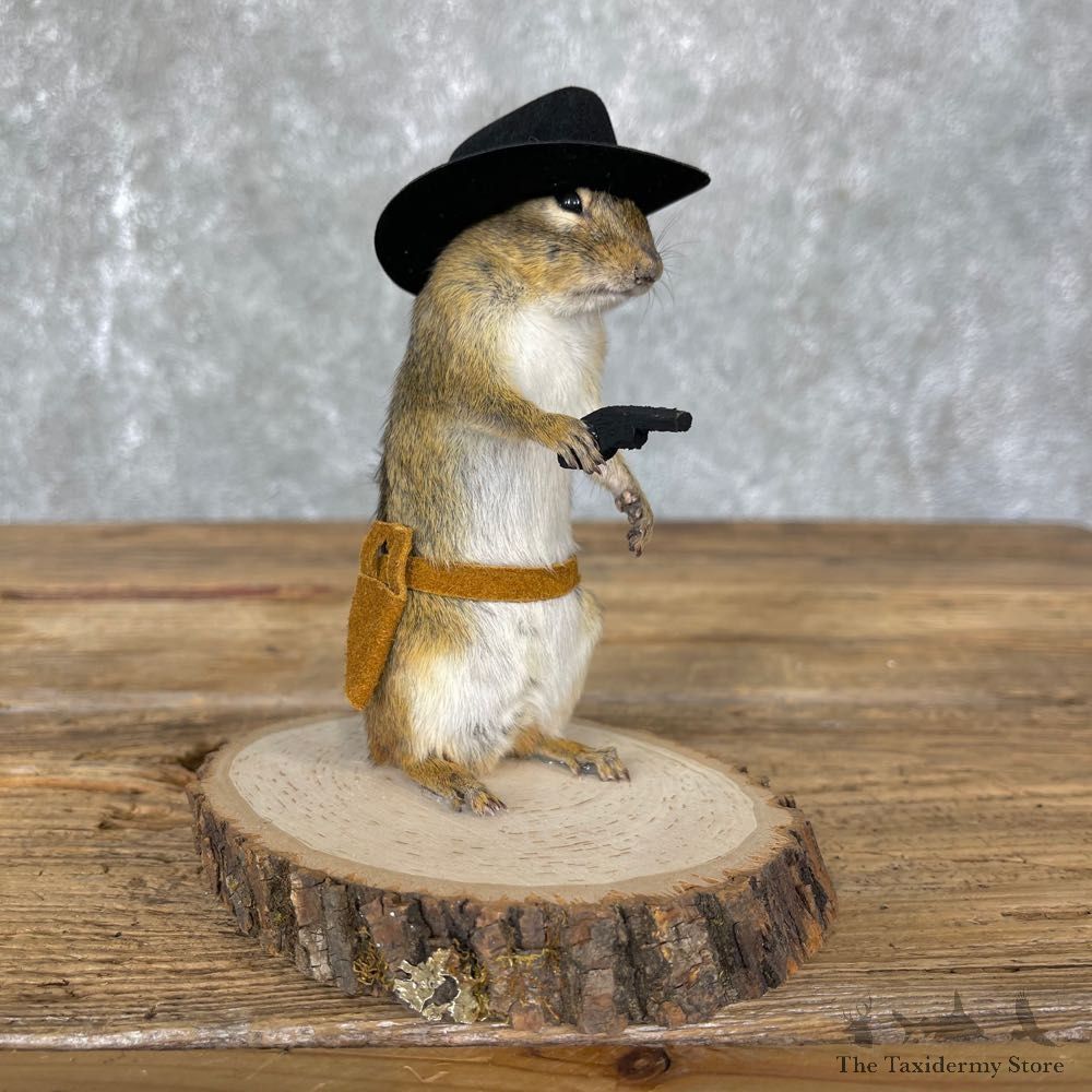 Cowboy Chipmunk Novelty Mount For Sale #24344 @ The Taxidermy Store