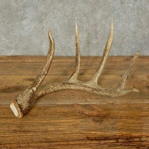 Whitetail Deer Antler Shed For Sale #16207 @ The Taxidermy Store