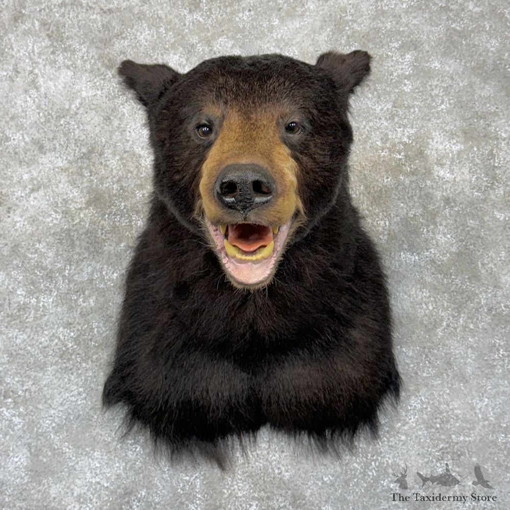 Black Bear Shoulder Mount For Sale #29844 @ The Taxidermy Store