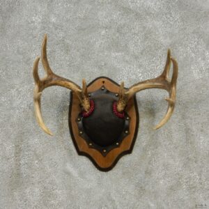 Whitetail Deer Antlers Plaque Taxidermy Mount #13108 For Sale @ The Taxidermy Store