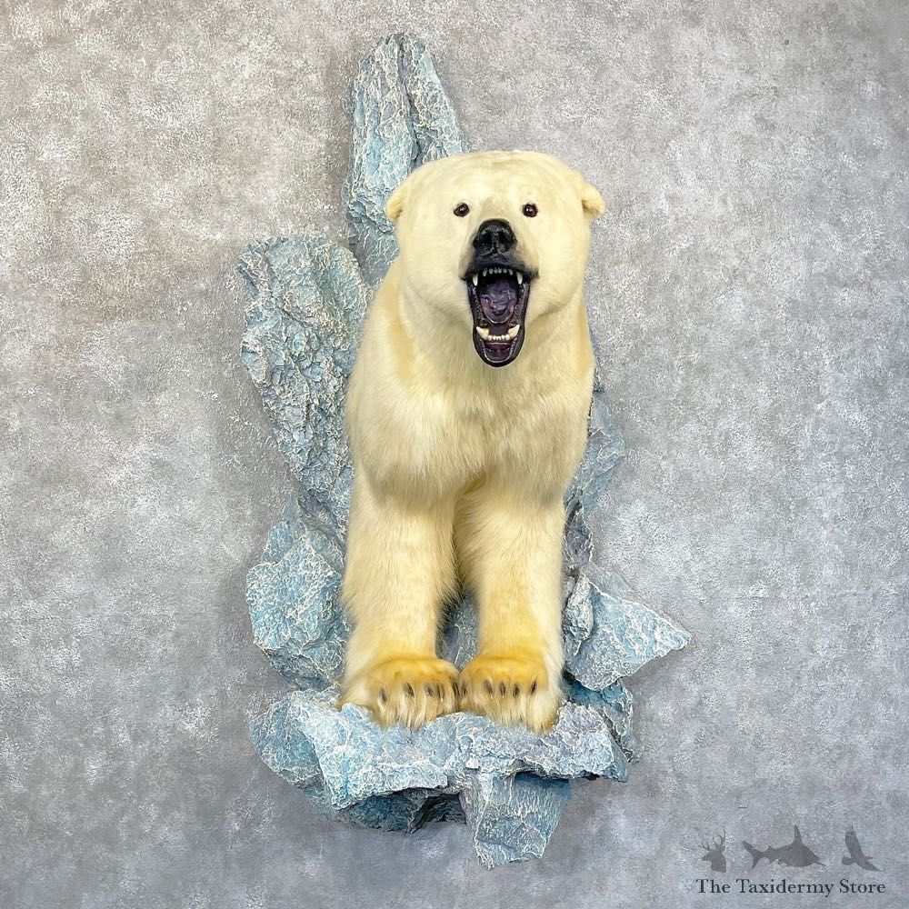 Polar Bear Half-Life-Size Taxidermy Mount #24585 For Sale @ The Taxidermy Store