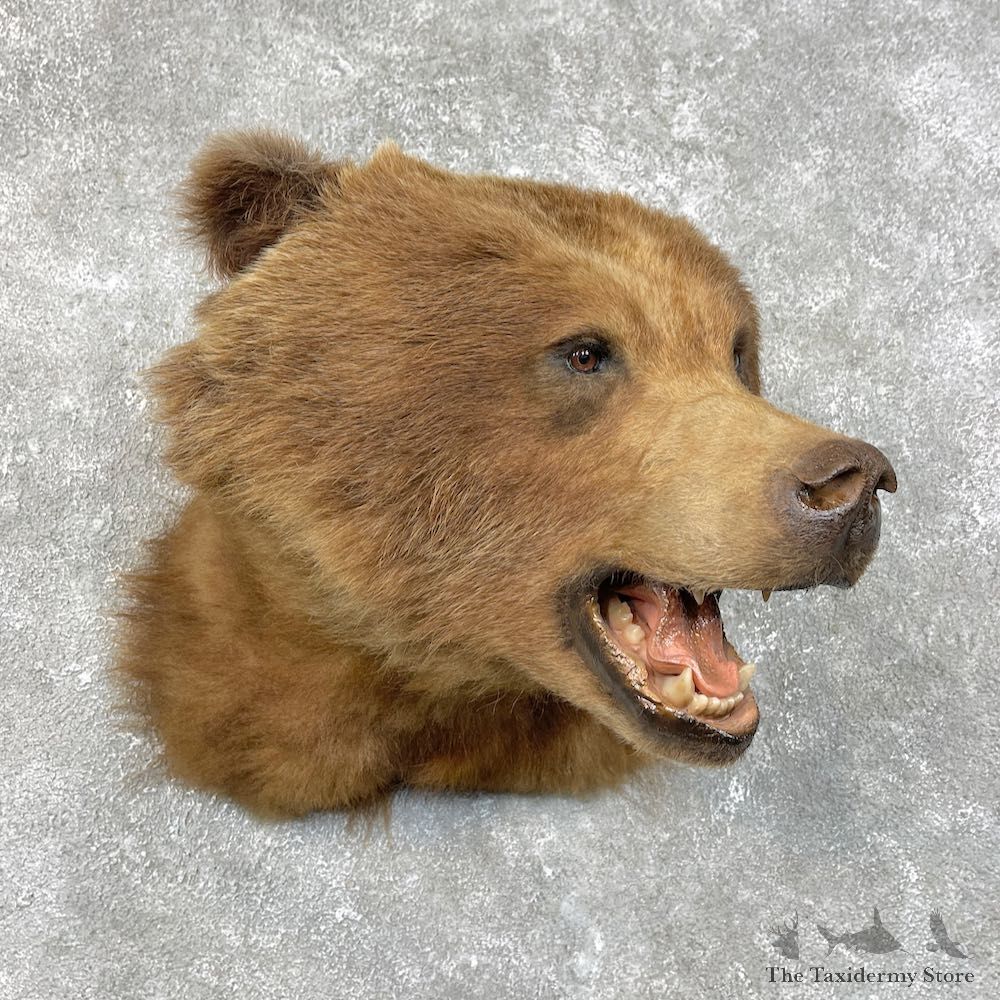 Grizzly Bear Shoulder Mount For Sale #25787 @ The Taxidermy Store