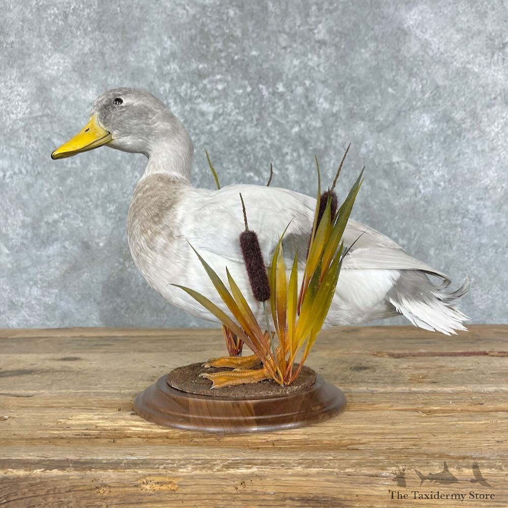 Silver Mallard Duck Mount For Sale #27362 @ The Taxidermy Store