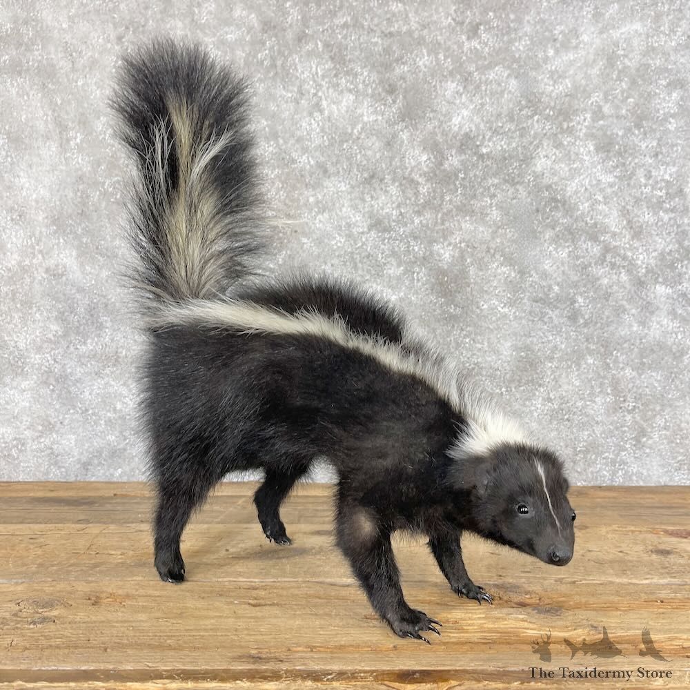 Striped Skunk Life-Size Mount For Sale #28656 @ The Taxidermy Store