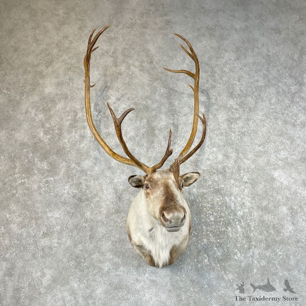 Barren Ground Caribou Shoulder Mount For Sale #26064 @ The Taxidermy Store