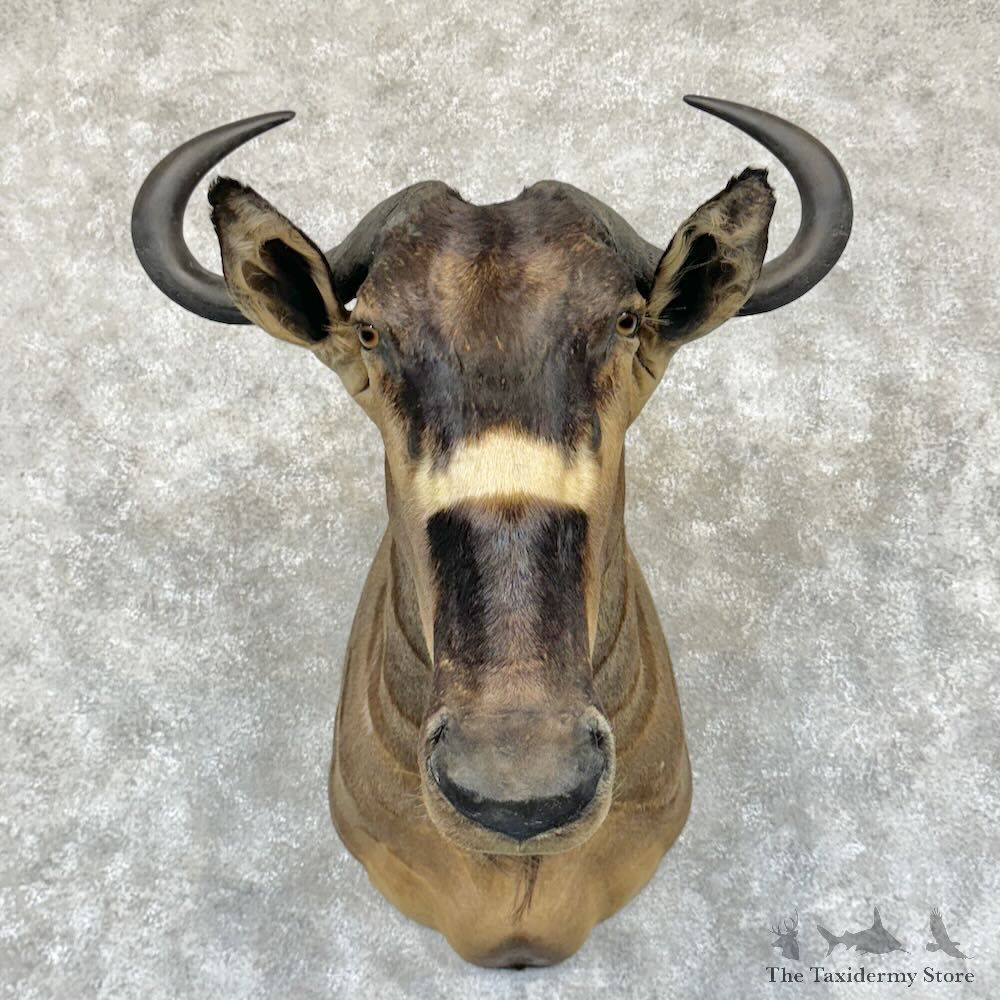 Nyasa Wildebeest Shoulder Mount For Sale #29175 - The Taxidermy Store