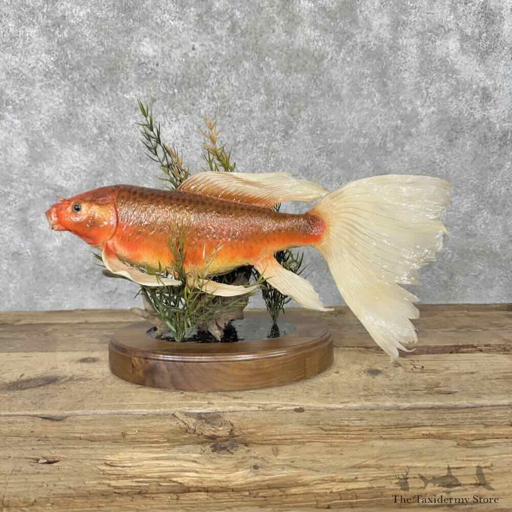 Butterfly Koi Fish Mount For Sale #32123 @ The Taxidermy Store