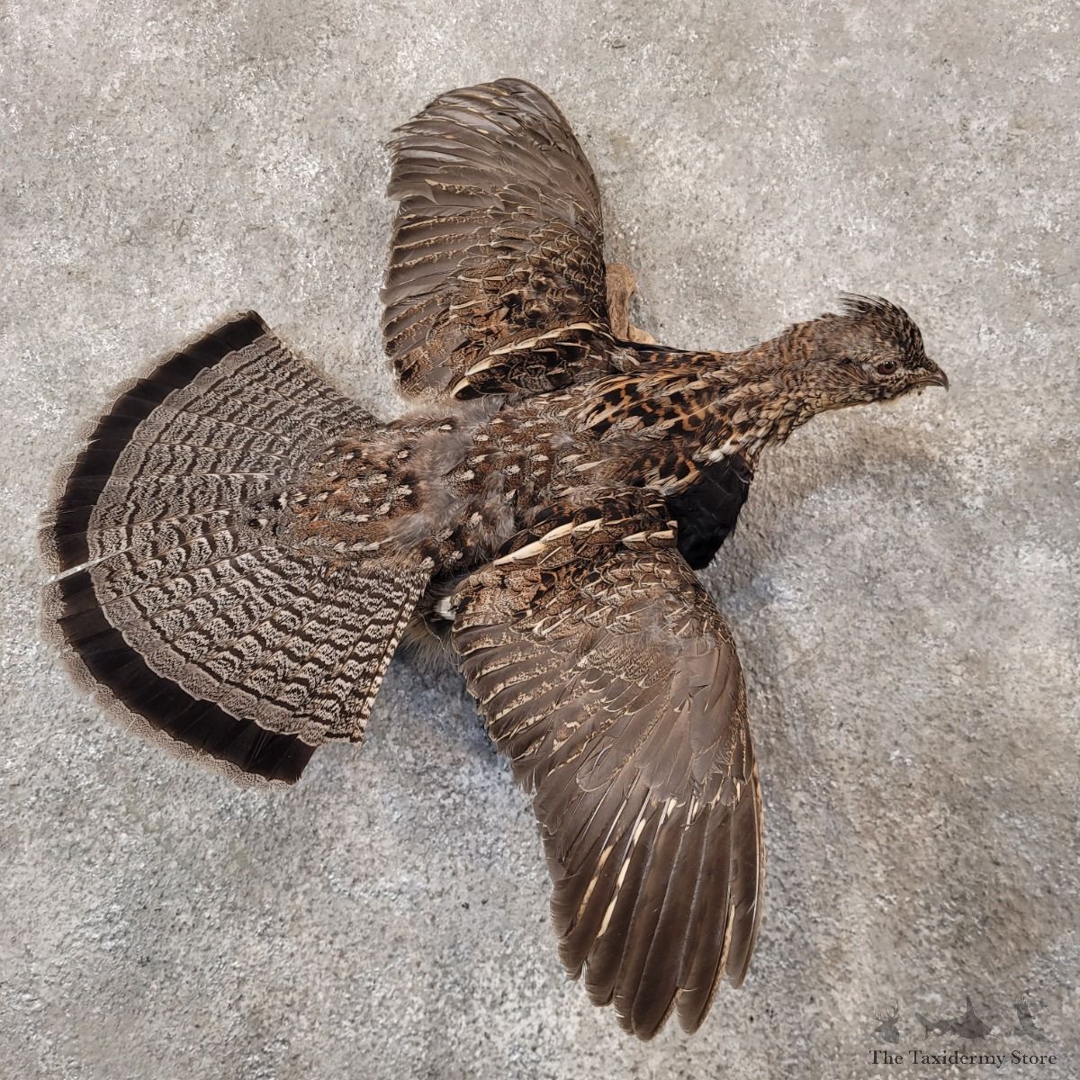 Ruffed Grouse Taxidermy Bird Mount For Sale