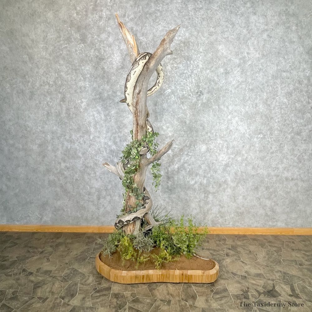 Reticulated Python Snake Mount For Sale #26875 @ The Taxidermy Store